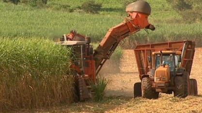 Usinas podem  parar em razão da safra recorde da Índia e Tailândia