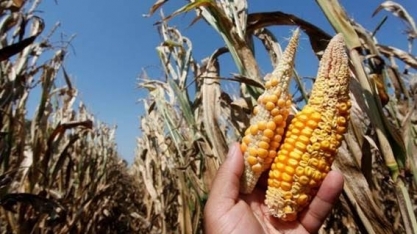 Milho do Paraná tem pior condição que em 2015/16, quando safra quebrou