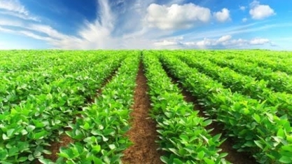 Brasil eleva em mais de 20% safra de soja certificada  em 2017/18