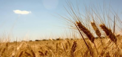 Investidores apostam em alta de grãos por ameaça climática