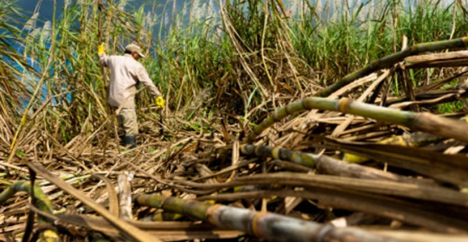 Pressão contra subsídio da Índia ao açúcar 