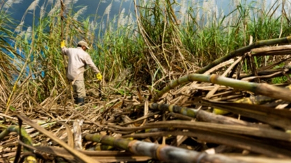 Pressão contra subsídio da Índia ao açúcar 