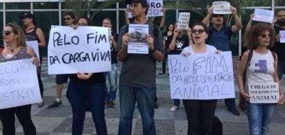  Os ativistas que tentam proibir a exportação de quase R$1 bi em gado vivo