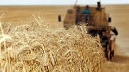 Brasil avalia trigo de fora do Mercosul diante de escassez argentina