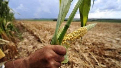 Agroconsult corta previsão para 2ª safra de milho e alerta para seca 