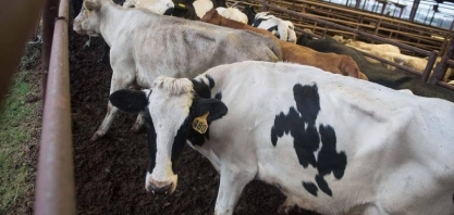 EUA: Produção de carne sobe em 2019, e concorrência com Brasil será maior