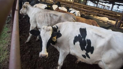EUA: Produção de carne sobe em 2019, e concorrência com Brasil será maior