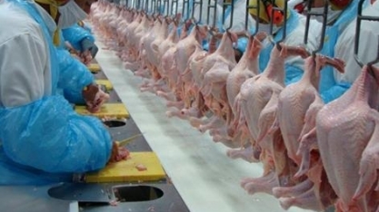 Abate de frangos cai 2% no 1º tri de 2018 ante ano anterior