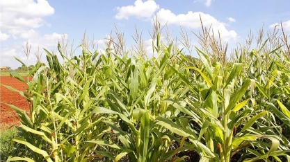 Projeto de Lei do Agrotóxico abre crise no governo