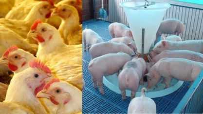 CNA e ABPA formam comitê de gestão de crise para setor de aves e suínos