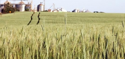 Conab: produtor de trigo no vermelho desde 2014 