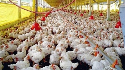 Frango brasileiro na Europa, um caso de colonialismo