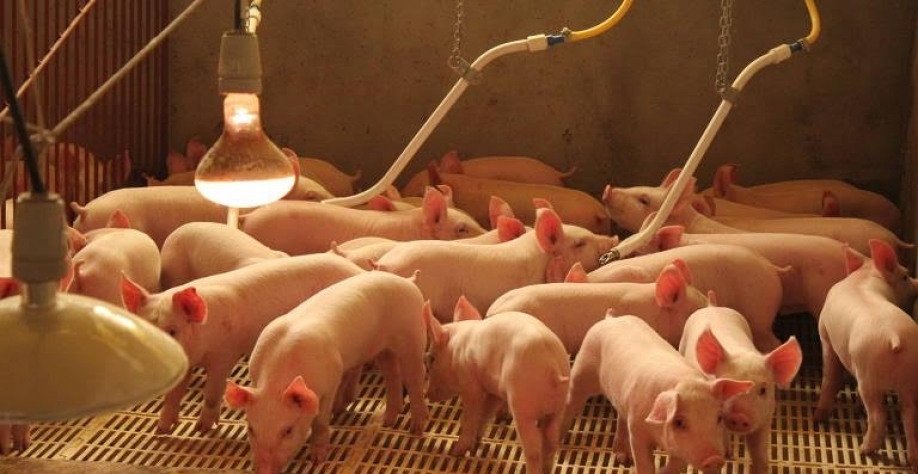 Porcos fazenda Crambei, no Paraná