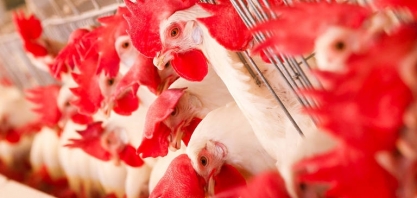 Guerra comercial atinge frango brasileiro – Por Marcos Sawaya Jank