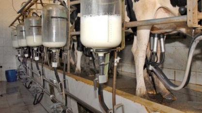 Leite tem forte alta no spot e no atacado 