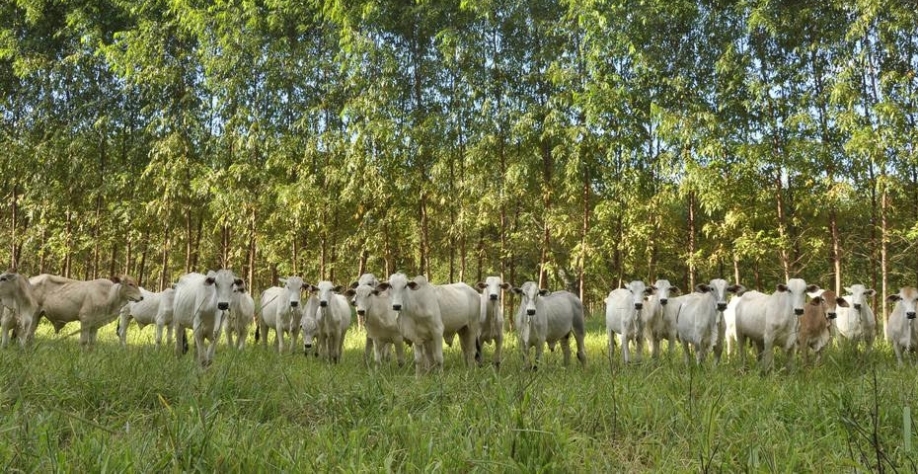  Embrapa desenvolveu sistema de integração de pecuária e plantação de eucalipto