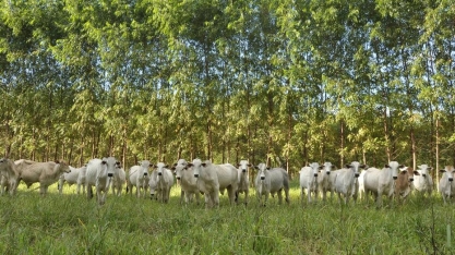 Tempos difíceis para a Embrapa, uma joia do País