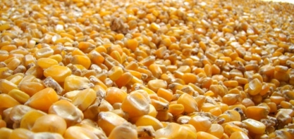 Comercialização da nova safra de milho já começou 