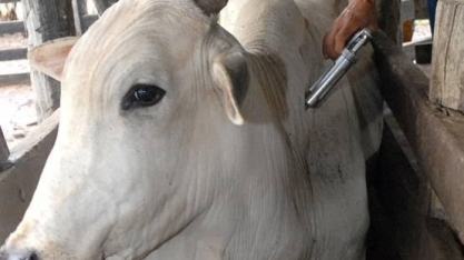 Vacina contra febre aftosa, um produto em vias de extinção