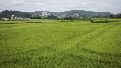 Arroz tem menor valor de produção em três décadas, aponta Ministério