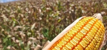 Uma safrinha de milho ainda mais magra 