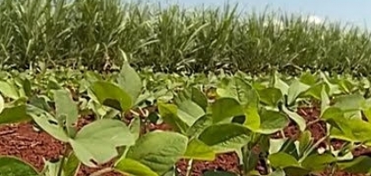 Em parceria com cana, área de soja poderia dobrar em São Paulo  