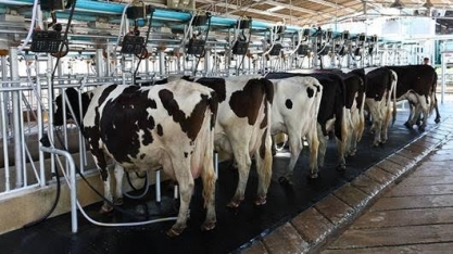 Cenário muda e alta do leite deve ganhar força