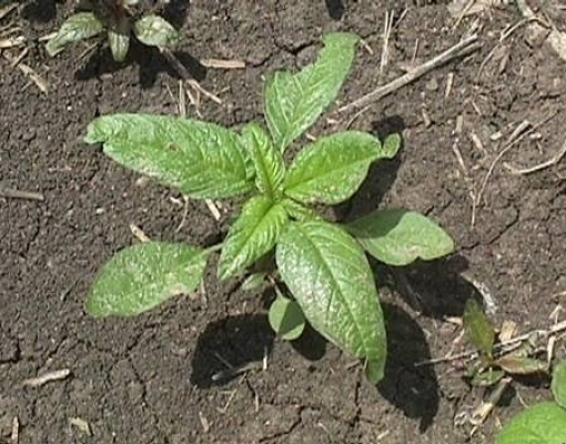 EUA: Agricultores detectam erva daninha que resiste a seis herbicidas