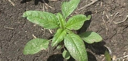 EUA: Agricultores detectam erva daninha que resiste a seis herbicidas