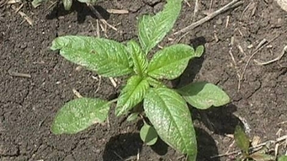 EUA: Agricultores detectam erva daninha que resiste a seis herbicidas