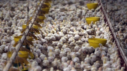 Motivo para embargo da EU ao frango brasileiro é disputa comercial