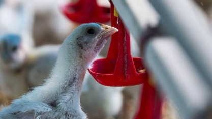 Sequência de crises leva avicultura do céu ao inferno em pouco tempo