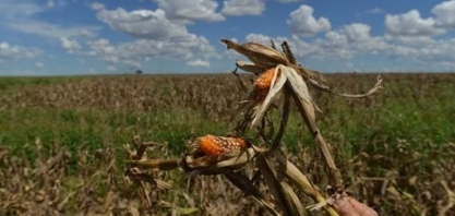 Seca no Brasil ajuda milho da Ucrânia a recuperar mercado na UE