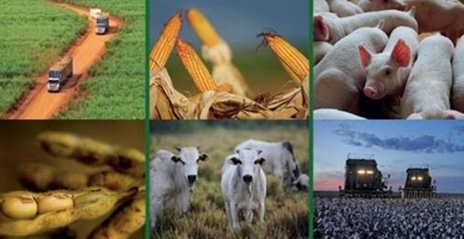 Governo eleva previsão de valor da produção agropecuária para R$552 bi 