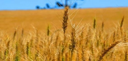 Trigo avança nos campos paranaenses