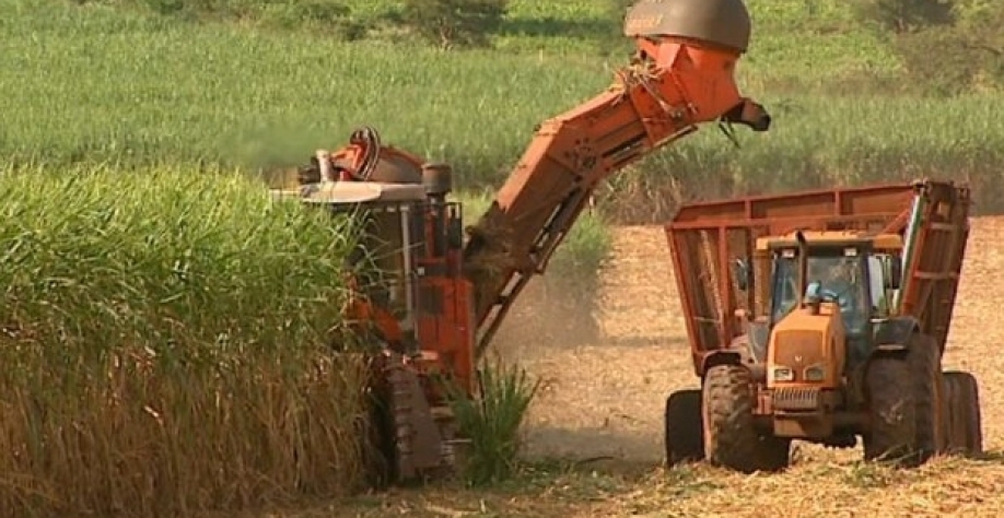 Produção de açúcar no Centro-Sul deve cair 23% em 2018/19, diz Safras