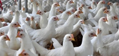 Milho caro desafia avanço das exportações de frango do país