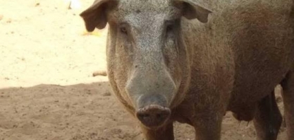 Bem-estar animal ou humanos irracionais? – Por Marcos Sawaya Jank