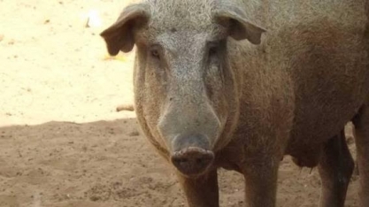 Bem-estar animal ou humanos irracionais? – Por Marcos Sawaya Jank