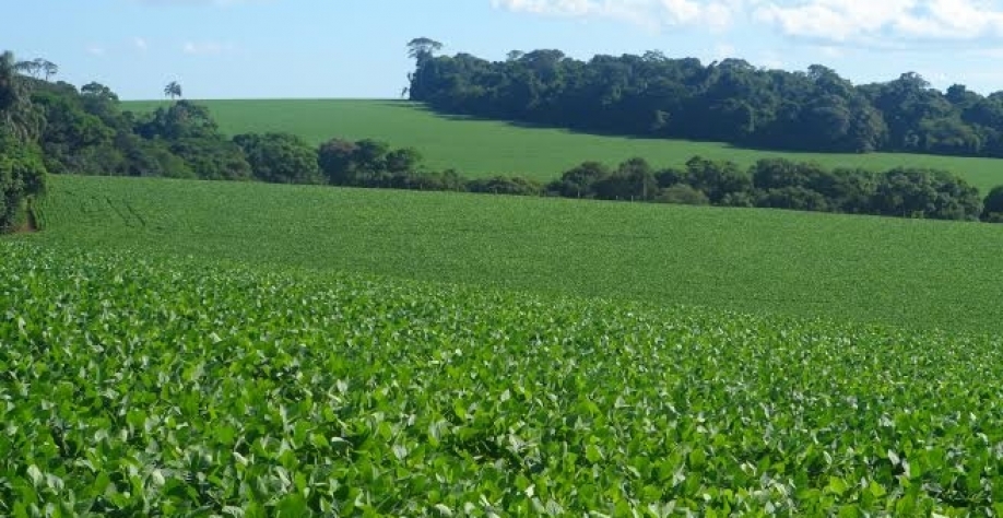 Brasil deve plantar recorde de soja em 18/19 apesar de custos e incertezas