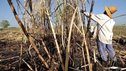 Açúcar Tailândia: Perspectiva de safra robusta pressiona alimento na Ásia