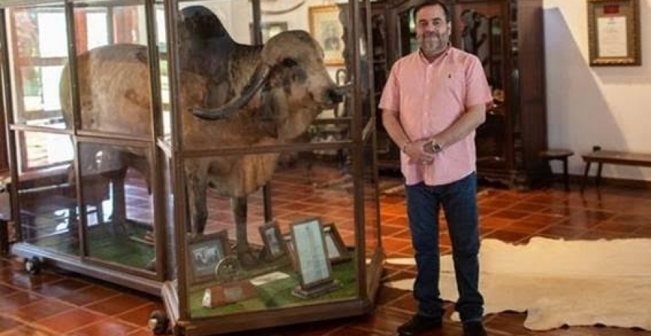 Krishna viveu só um ano no Brasil, mas deixou herdeiro que espalhou seu DNA pelo rebanho nacional