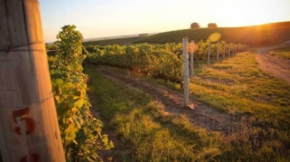 Agrotóxico da soja leva prejuízos às plantações de uva no RS