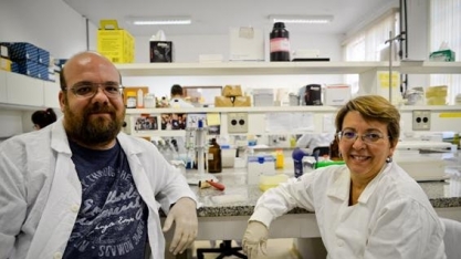 Cientistas brasileiros encontram genes que produzem açúcar na cana