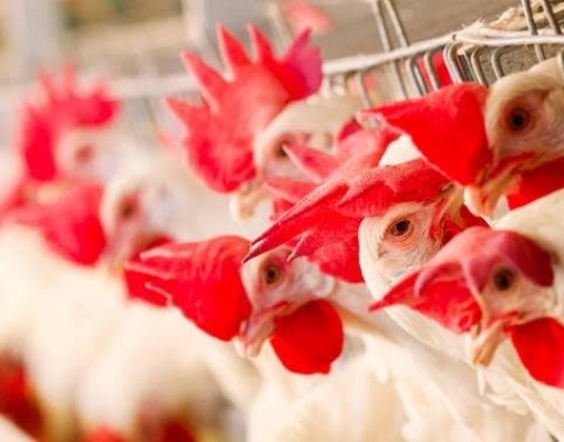 Granja produtora de ovos no interior de SP