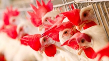 Exportação de material genético avícola cresce 33% no semestre