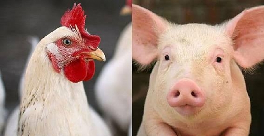 Queda de preço de suíno e frango nos EUA deve afetar mercado global