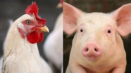 Queda de preço de suíno e frango nos EUA deve afetar mercado global