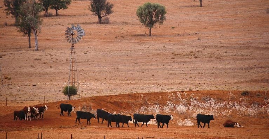 Gado em área afetada por seca em Nova Gales do Sul, na Austrália; com pouca água, país investiu na organização de suas cadeias de commodities