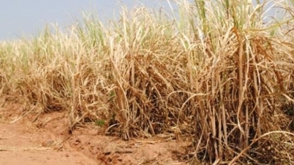 Seca prejudica desenvolvimento da cana em São Paulo